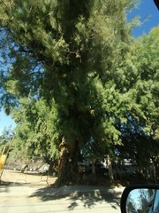 Tamarix aphylla