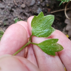 Saxifraga cymbalaria image