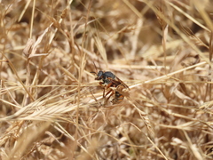 Rhodanthidium siculum