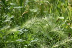 Hordeum jubatum