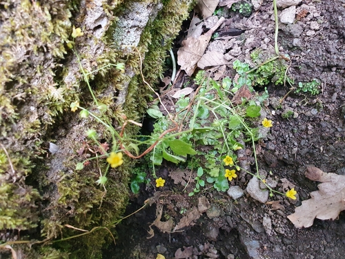 Saxifraga cymbalaria subsp. cymbalaria image