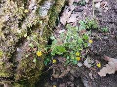 Saxifraga cymbalaria image