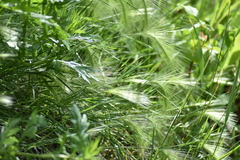 Hordeum jubatum