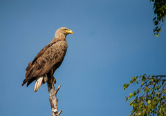 White-Tailed Eagle photo 3