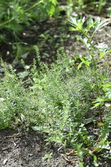 Lepidium ruderale