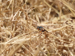 Rhodanthidium siculum