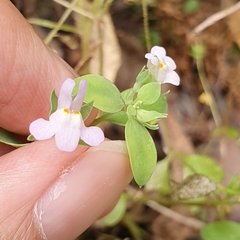 Linaria