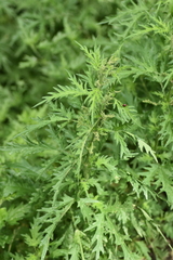Urtica cannabina