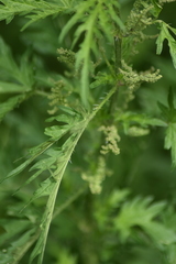 Urtica cannabina