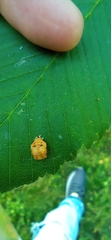 Harmonia axyridis