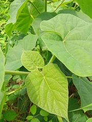 Paulownia tomentosa