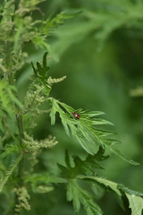 Urtica cannabina