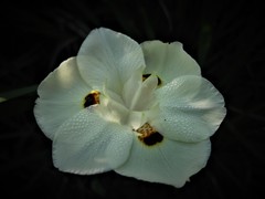 Dietes bicolor bicolor