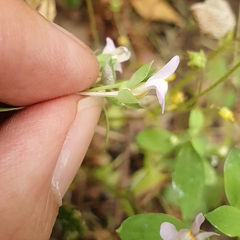 Linaria