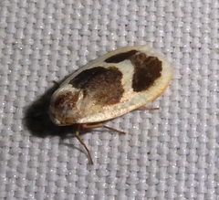 Garudinia biplagiata