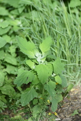 Chenopodium album
