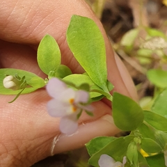 Linaria