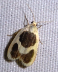 Garudinia biplagiata