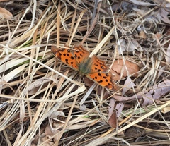 Polygonia c-aureum