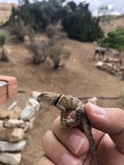 Sceloporus uniformis