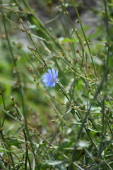 Cichorium intybus