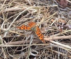 Polygonia c-aureum