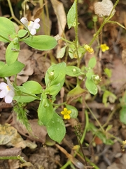 Linaria