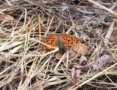 Polygonia c-aureum