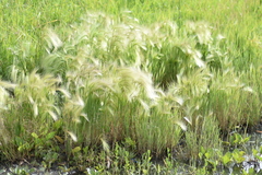 Hordeum jubatum