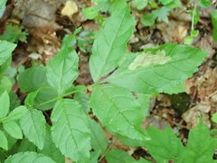 Gracillaria syringella