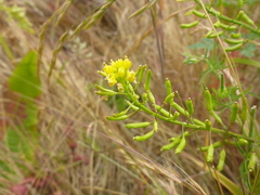 Rorippa palustris palustris