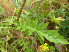 Rorippa palustris palustris