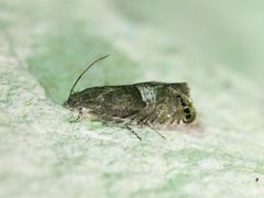 Sereda tautana