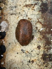 Cucumaria frondosa