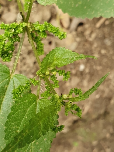 Urtica dioica image