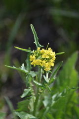 Sisymbrium loeselii