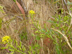 Rorippa palustris palustris