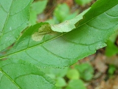 Gracillaria syringella
