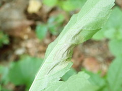 Gracillaria syringella