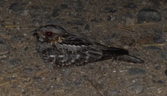 Caprimulgus ruficollis