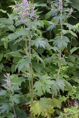 Leonurus quinquelobatus