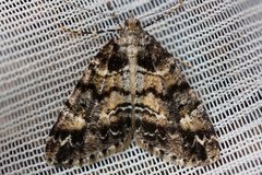 Pseudocoremia productata