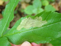 Gracillaria syringella