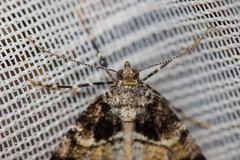 Pseudocoremia productata