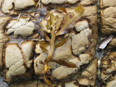 Carpophyllum flexuosum