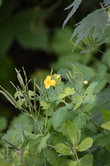 Chelidonium majus