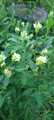 Medicago
