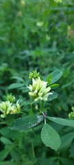 Medicago