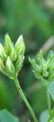 Medicago