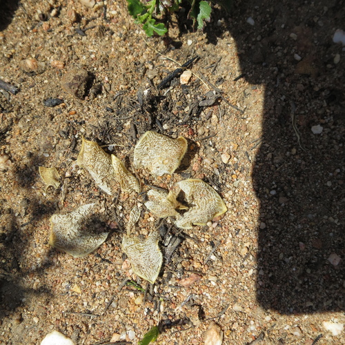 Drimia ciliata